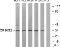 Olfactory receptor 10G2 Polyclonal Antibody