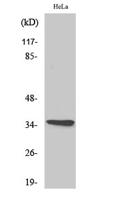 Olfactory receptor 10G4 Polyclonal Antibody