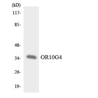 Olfactory receptor 10G4 Polyclonal Antibody