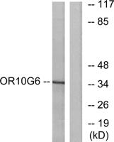 Olfactory receptor 10G6 Polyclonal Antibody