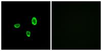 Olfactory receptor 10G7 Polyclonal Antibody