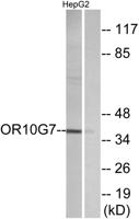 Olfactory receptor 10G7 Polyclonal Antibody