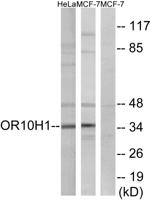 Olfactory receptor 10H1 Polyclonal Antibody