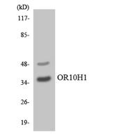 Olfactory receptor 10H1 Polyclonal Antibody