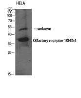 Olfactory receptor 10H3/4 Polyclonal Antibody