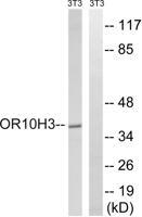 Olfactory receptor 10H3/4 Polyclonal Antibody