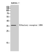 Olfactory receptor 10H4 Polyclonal Antibody