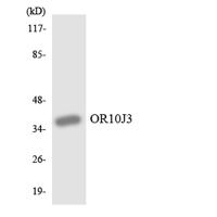 Olfactory receptor 10J3 Polyclonal Antibody