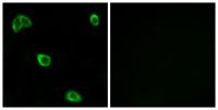 Olfactory receptor 10K1/2 Polyclonal Antibody