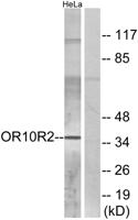 Olfactory receptor 10R2 Polyclonal Antibody