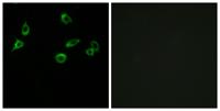 Olfactory receptor 10S1 Polyclonal Antibody