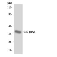 Olfactory receptor 10S1 Polyclonal Antibody