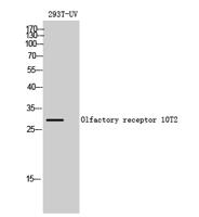 Olfactory receptor 10T2 Polyclonal Antibody