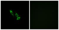 Olfactory receptor 10V1 Polyclonal Antibody