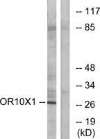 Olfactory receptor 10X1 Polyclonal Antibody