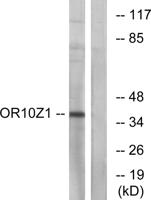 Olfactory receptor 10Z1 Polyclonal Antibody