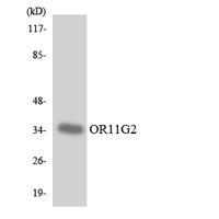 Olfactory receptor 11G2 Polyclonal Antibody