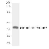 Olfactory receptor 11H1/11H2/11H12 Polyclonal Antibody