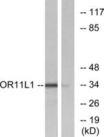 Olfactory receptor 11L1 Polyclonal Antibody