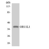 Olfactory receptor 11L1 Polyclonal Antibody