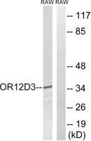 Olfactory receptor 12D3 Polyclonal Antibody