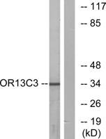 Olfactory receptor 13C3 Polyclonal Antibody