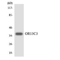 Olfactory receptor 13C3 Polyclonal Antibody