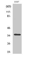 Olfactory receptor 13C4 Polyclonal Antibody