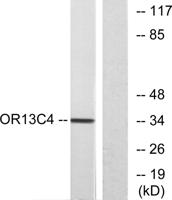 Olfactory receptor 13C4 Polyclonal Antibody