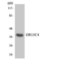 Olfactory receptor 13C4 Polyclonal Antibody