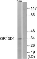 Olfactory receptor 13D1 Polyclonal Antibody