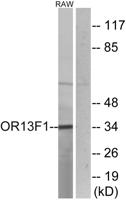 Olfactory receptor 13F1 Polyclonal Antibody