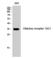 Olfactory receptor 13G1 Polyclonal Antibody