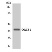 Olfactory receptor 1B1 Polyclonal Antibody