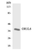 Olfactory receptor 1L6 Polyclonal Antibody