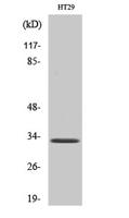 Olfactory receptor 1S1/2 Polyclonal Antibody