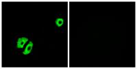 Olfactory receptor 2A25 Polyclonal Antibody