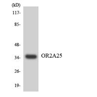 Olfactory receptor 2A25 Polyclonal Antibody