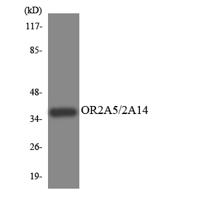 Olfactory receptor 2A5/14 Polyclonal Antibody