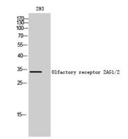 Olfactory receptor 2AG1/2 Polyclonal Antibody