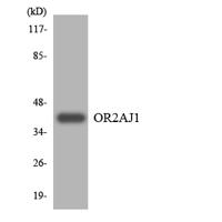 Olfactory receptor 2AJ1 Polyclonal Antibody