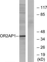 Olfactory receptor 2AP1 Polyclonal Antibody