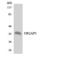 Olfactory receptor 2AP1 Polyclonal Antibody