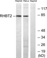 RhoBTB1/2 Polyclonal Antibody