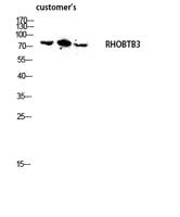 RHOBTB3 Polyclonal Antibody