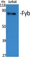 Fyb Polyclonal Antibody