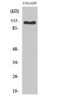 RhoGEF p115 Polyclonal Antibody