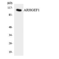 RhoGEF p115 Polyclonal Antibody