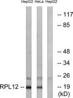 Ribosomal Protein L12 Polyclonal Antibody