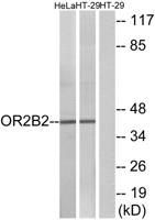 Olfactory receptor 2B2 Polyclonal Antibody